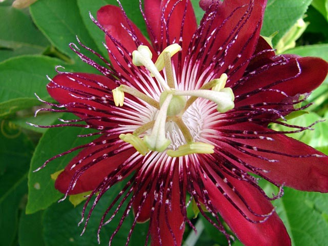 Passiflora lady margaret